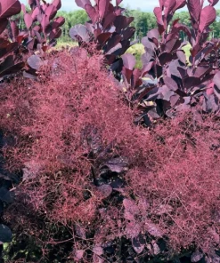 Winecraft Black Smokebush - 4