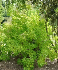 Winecraft Gold Smokebush Live Plant - 4 Inch Pot - Cotinus - Outdoor Shrub - Image 3