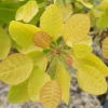 Winecraft Gold Smokebush Live Plant - 4 Inch Pot - Cotinus - Outdoor Shrub - Image 1