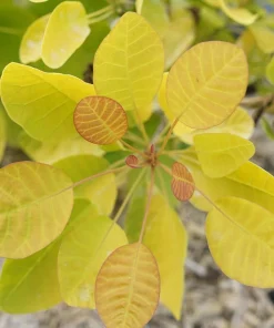 Winecraft Gold Smokebush Live Plant - 4 Inch Pot - Cotinus - Outdoor Shrub - Image 1