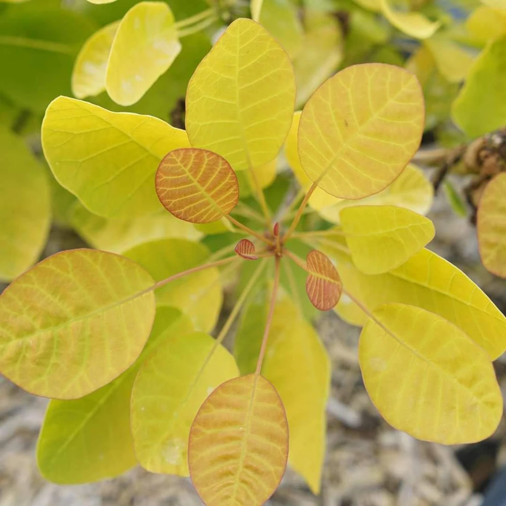 Winecraft Gold Smokebush Live Plant - 4 Inch Pot - Cotinus - Outdoor Shrub - Image 1