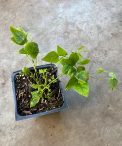 Winged Bean Live Plant - 2 Non-GMO Organic Plants in 4 inch Pots - Image 2