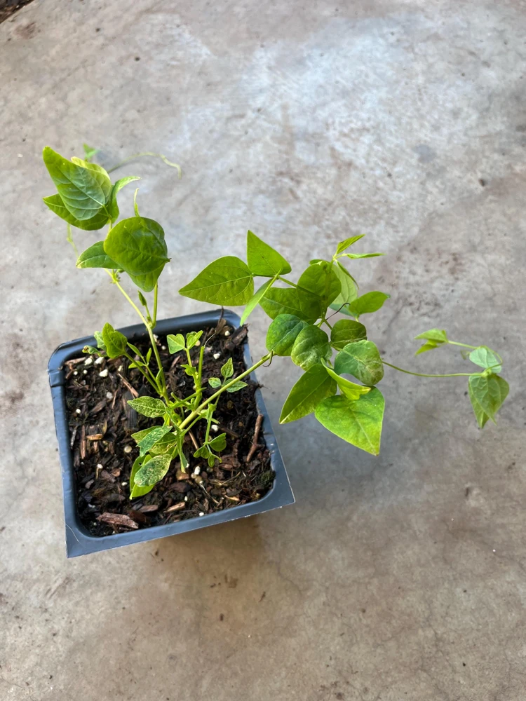 Winged Bean Live Plant - 2 Non-GMO Organic Plants in 4 inch Pots - Image 2