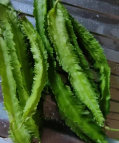 Winged Bean Live Plant - 2 Non-GMO Organic Plants in 4 inch Pots - Image 3