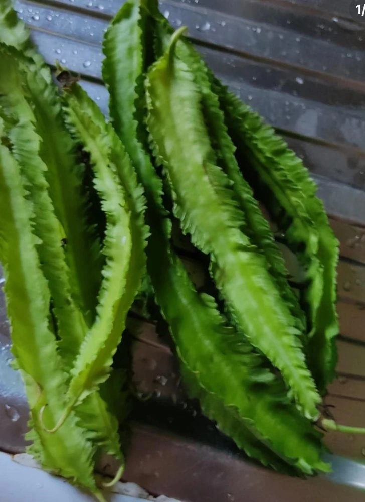 Winged Bean Live Plant - 2 Non-GMO Organic Plants in 4 inch Pots - Image 3