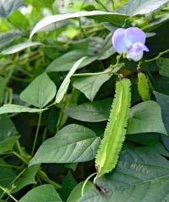 Winged Bean Live Plant - 2 Non-GMO Organic Plants in 4 inch Pots - Image 4