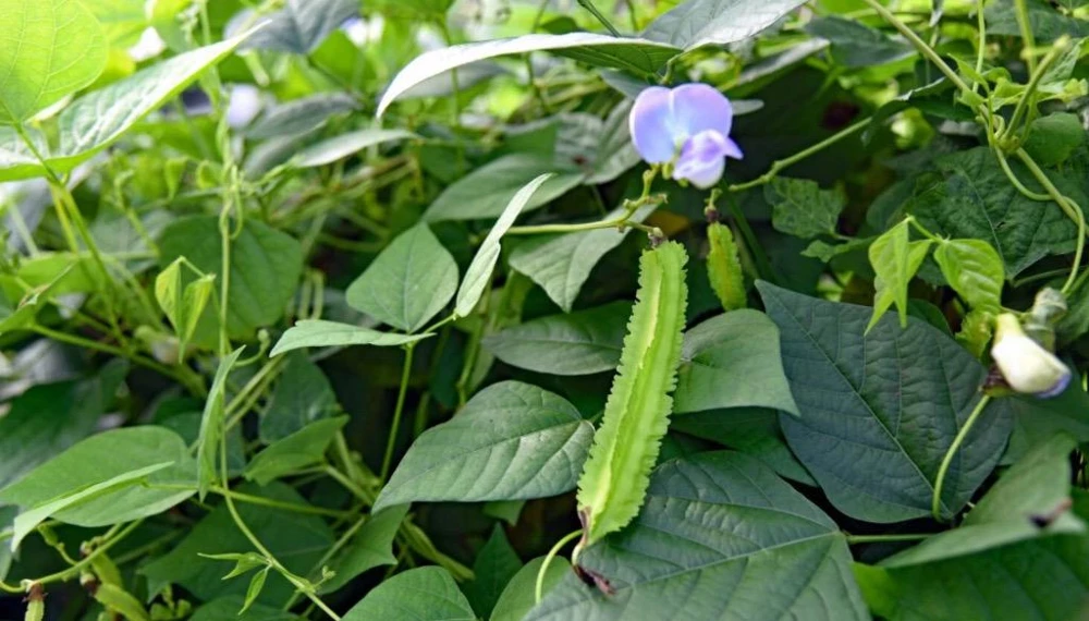 Winged Bean Live Plant - 2 Non-GMO Organic Plants in 4 inch Pots - Image 4
