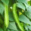 Winged Bean Live Plant - 2 Non-GMO Organic Plants in 4 inch Pots - Image 1