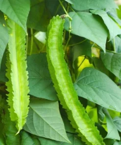 Winged Bean Live Plant - 2 Non-GMO Organic Plants in 4 inch Pots - Image 1