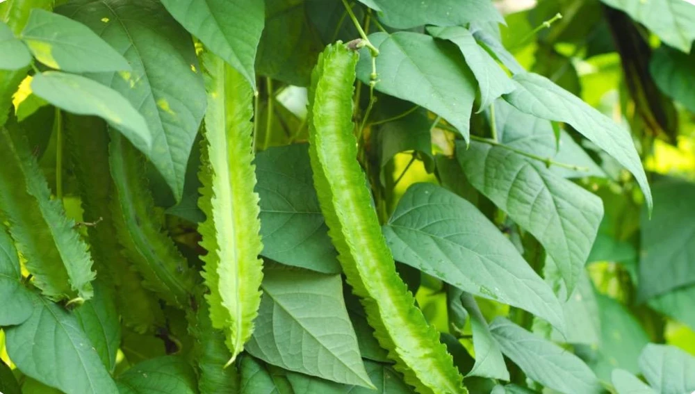 Winged Bean Live Plant - 2 Non-GMO Organic Plants in 4 inch Pots - Image 1