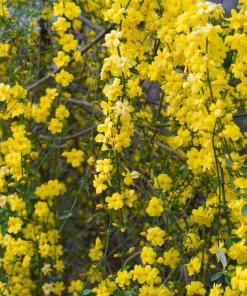 Winter Jasmine Live Plant – Bright Yellow Flowers – 4 inch Pot – Outdoor Shrub - Image 2