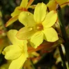 Winter Jasmine Live Plant – Bright Yellow Flowers – 4 inch Pot – Outdoor Shrub - Image 1