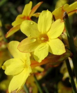 Winter Jasmine Live Plant – Bright Yellow Flowers – 4 inch Pot – Outdoor Shrub - Image 1
