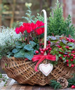 Wintergreen Seeds - 20 Creeping Teaberry Gaultheria Procumbens Evergreen Flower Seeds - Image 10