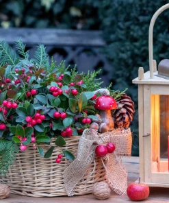 Wintergreen Seeds - 20 Creeping Teaberry Gaultheria Procumbens Evergreen Flower Seeds - Image 11