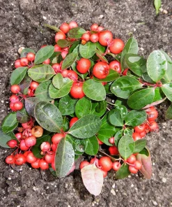 Wintergreen Seeds - 20 Creeping Teaberry Gaultheria Procumbens Evergreen Flower Seeds - Image 2