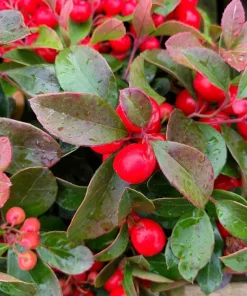 Wintergreen Seeds - 20 Creeping Teaberry Gaultheria Procumbens Evergreen Flower Seeds - Image 3