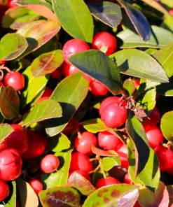 Wintergreen Seeds - 20 Creeping Teaberry Gaultheria Procumbens Evergreen Flower Seeds - Image 4