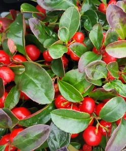 Wintergreen Seeds - 20 Creeping Teaberry Gaultheria Procumbens Evergreen Flower Seeds - Image 5