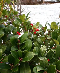 Wintergreen Seeds - 20 Creeping Teaberry Gaultheria Procumbens Evergreen Flower Seeds - Image 6