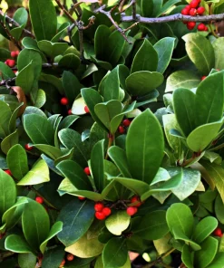 Wintergreen Seeds - 20 Creeping Teaberry Gaultheria Procumbens Evergreen Flower Seeds - Image 7