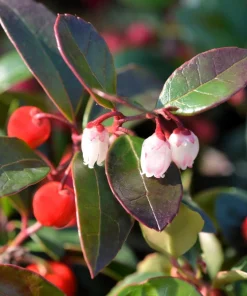 Wintergreen Seeds - 20 Creeping Teaberry Gaultheria Procumbens Evergreen Flower Seeds - Image 8
