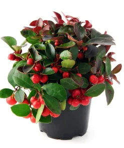 Wintergreen Seeds - 20 Creeping Teaberry Gaultheria Procumbens Evergreen Flower Seeds - Image 9