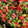 Wintergreen Seeds - 20 Creeping Teaberry Gaultheria Procumbens Evergreen Flower Seeds - Image 1