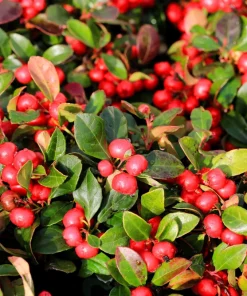 Wintergreen Seeds - 20 Creeping Teaberry Gaultheria Procumbens Evergreen Flower Seeds - Image 1