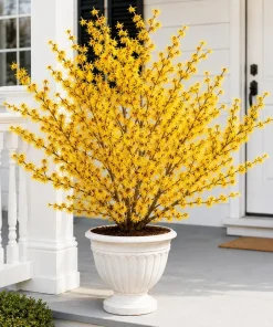 Witch Hazel Live Plant, Hamamelis Tree, Yellow Flower, 6-12 Inch, Quart Pot, Outdoor - Image 1