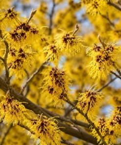 Witch Hazel Live Plant, Hamamelis Tree, Yellow Flower, 6-12 Inch, Quart Pot, Outdoor - Image 3