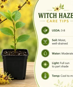 Witch Hazel Live Plant, Hamamelis Tree, Yellow Flower, 6-12 Inch, Quart Pot, Outdoor - Image 4