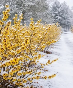 Witch Hazel Live Plant, Hamamelis Tree, Yellow Flower, 6-12 Inch, Quart Pot, Outdoor - Image 5