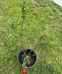 Wonderful Pomegranate Live Plant – 1 Gallon Pot, 1-1.5 ft Tall, Self-Pollinating - Image 2