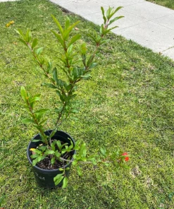 Wonderful Pomegranate Live Plant – 1 Gallon Pot, 1-1.5 ft Tall, Self-Pollinating - Image 3