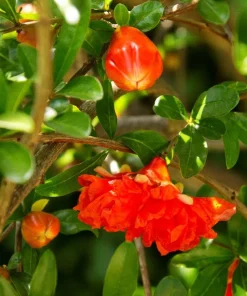 Wonderful Pomegranate Live Plant – 1 Gallon Pot, 1-1.5 ft Tall, Self-Pollinating - Image 4