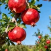 Wonderful Pomegranate Live Plant – 1 Gallon Pot, 1-1.5 ft Tall, Self-Pollinating - Image 1