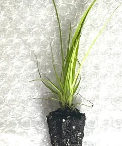 Woolgrass Native Sedge Starter Plugs - 5-Pack Live Seedlings - Image 3