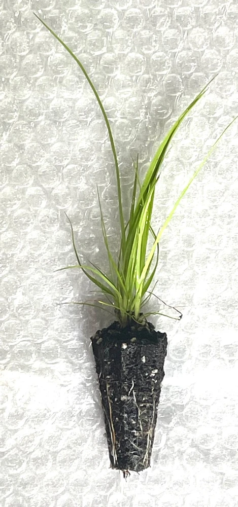 Woolgrass Native Sedge Starter Plugs - 5-Pack Live Seedlings - Image 3