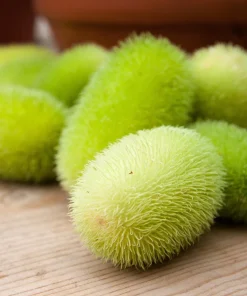 Wooly Bear Gourd Seeds - 10 Count Ornamental Hedgehog Cucumber - Image 2