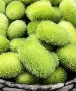 Wooly Bear Gourd Seeds - 10 Count Ornamental Hedgehog Cucumber - Image 3