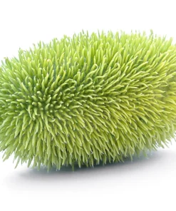 Wooly Bear Gourd Seeds - 10 Count Ornamental Hedgehog Cucumber - Image 4