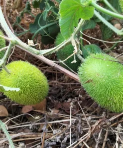 Wooly Bear Gourd Seeds - 10 Count Ornamental Hedgehog Cucumber - Image 5