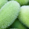 Wooly Bear Gourd Seeds - 10 Count Ornamental Hedgehog Cucumber - Image 1