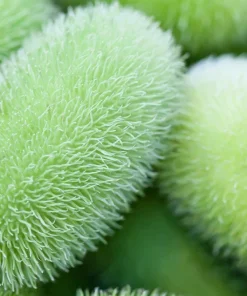 Wooly Bear Gourd Seeds - 10 Count Ornamental Hedgehog Cucumber - Image 1
