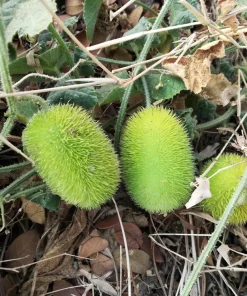 Wooly Bear Gourd Seeds - 10 Count Ornamental Hedgehog Cucumber - Image 6