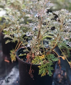 Wormwood Powis Castle Live Plant, Artemisia Perennial, Silver Foliage, 1 Gallon Pot - Image 2