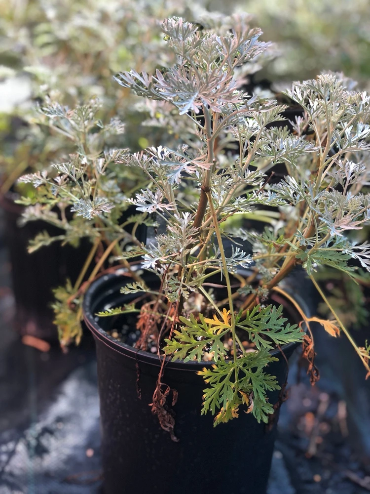 Wormwood Powis Castle Live Plant, Artemisia Perennial, Silver Foliage, 1 Gallon Pot - Image 2