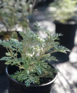 Wormwood Powis Castle Live Plant, Artemisia Perennial, Silver Foliage, 1 Gallon Pot - Image 3