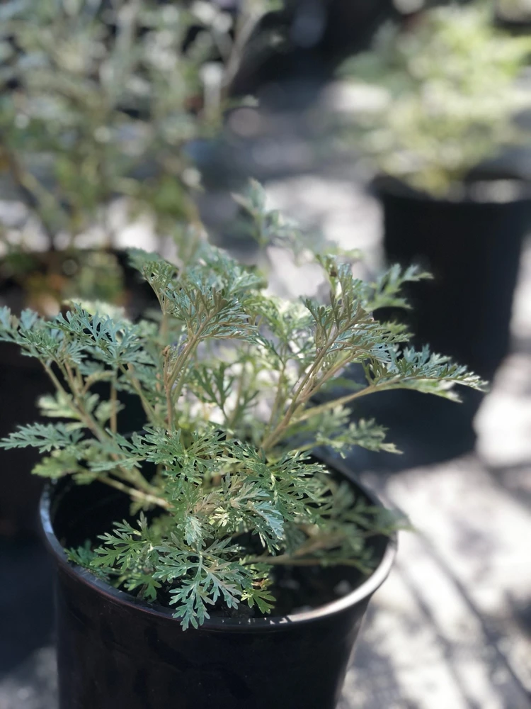 Wormwood Powis Castle Live Plant, Artemisia Perennial, Silver Foliage, 1 Gallon Pot - Image 3